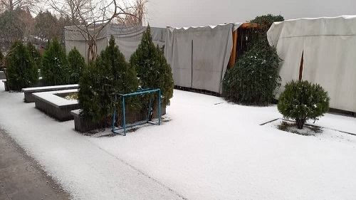 برف، شمال تهران را سفیدپوش کرد