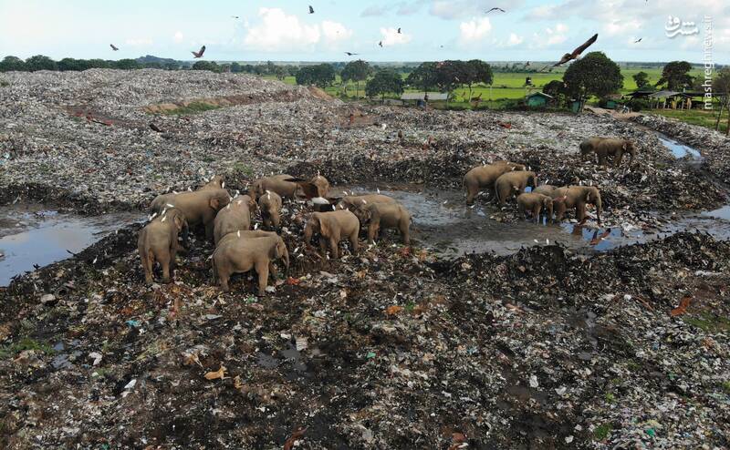 مرگ فیل‌ها به خاطر خوردن زباله‌