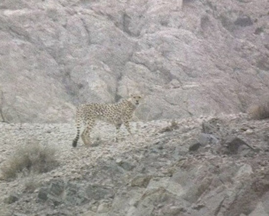 شکار تصویری از یوزپلنگ ایرانی در یزد پس از ۶سال