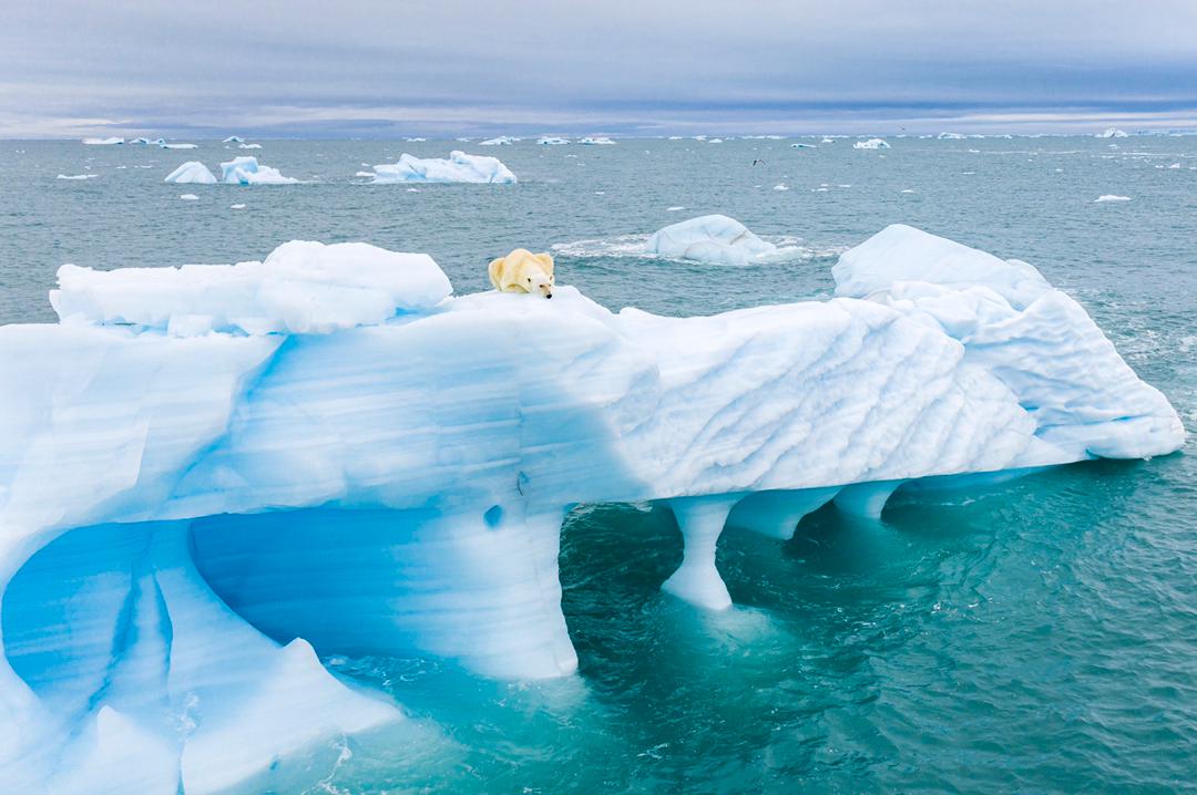 خرس قطبی بر لبه‌ انقراض