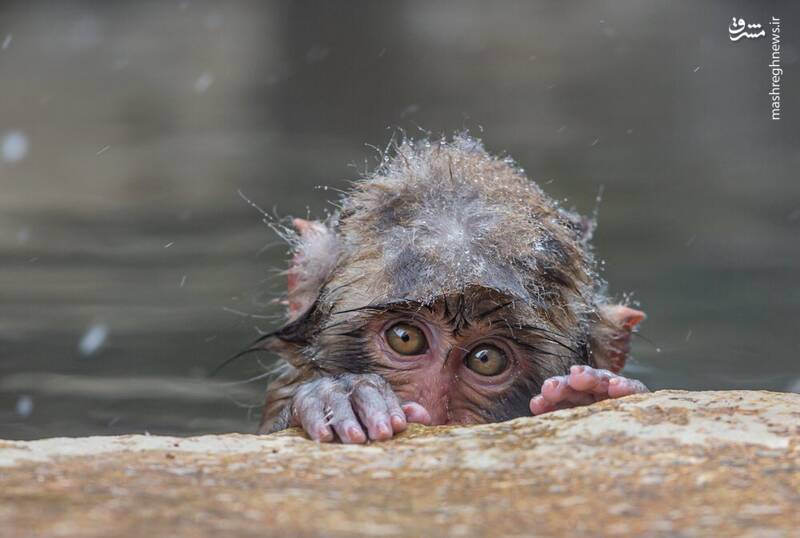 آب‌تنی میمون در چشمه‌ آب گرم