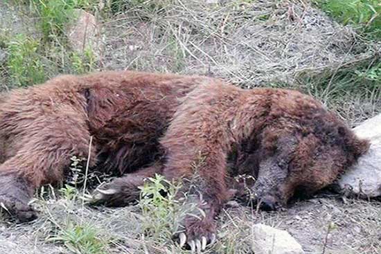 یک قلاده خرس قهوه‌ای در ارتفاعات کرج تلف شد