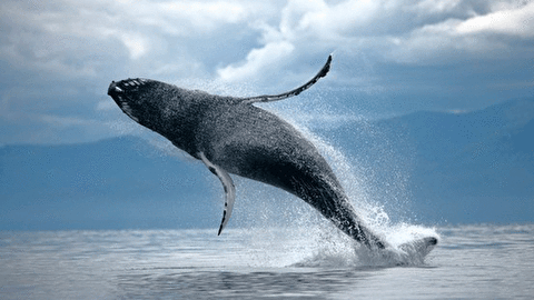 نحوه غذا خوردن نهنگ را ببینید