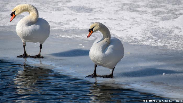 جانوران سرمای زمستان را چطور سر می‌کنند؟