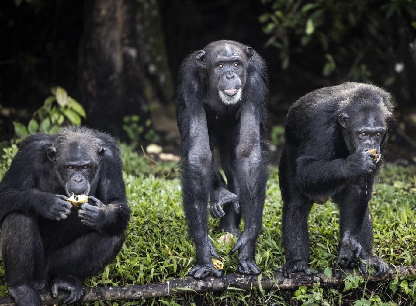 فرهنگ شامپانزه‌ها بيش از آنچه پیش‌تر تصور می‌شد به انسان نزدیک است