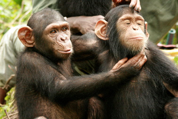 فرهنگ شامپانزه‌ها بيش از آنچه پیش‌تر تصور می‌شد به انسان نزدیک است
