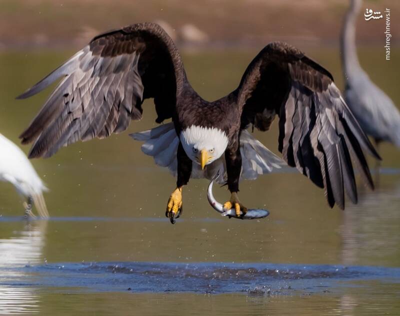 ژست عقاب پس از شکار