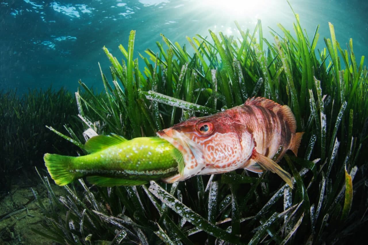 برندگان مسابقه عکاسی دنیای زیر آب در سال ۲۰۲۲