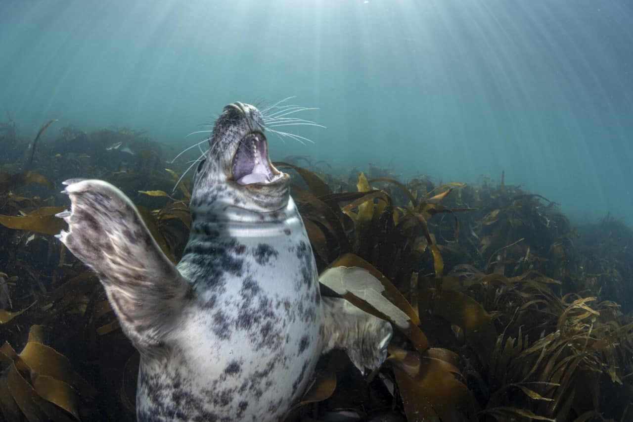 برندگان مسابقه عکاسی دنیای زیر آب در سال ۲۰۲۲
