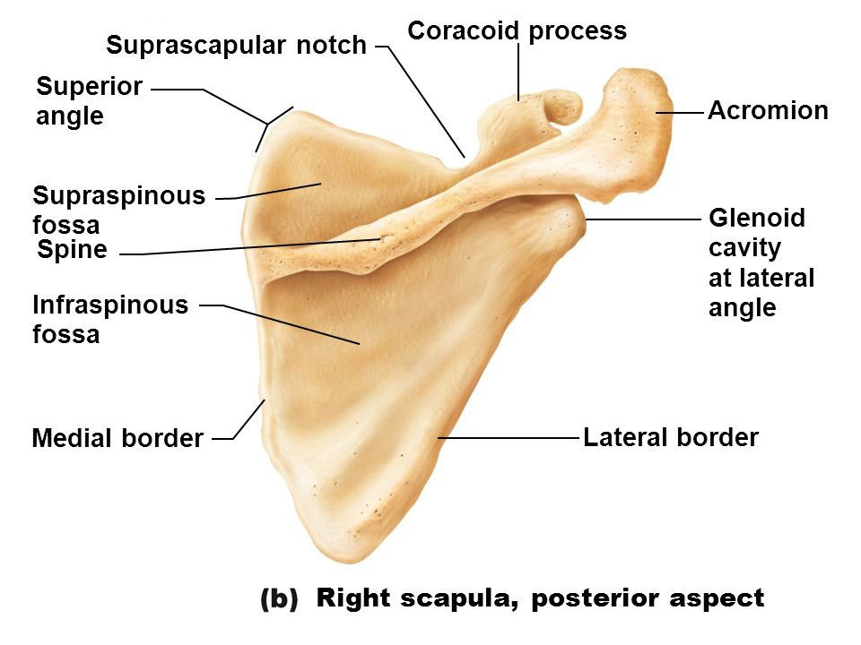 بیماری شانه یخ زده یا منجمد یا Frozen shoulder چیست و چگونه درمان می‌شود؟