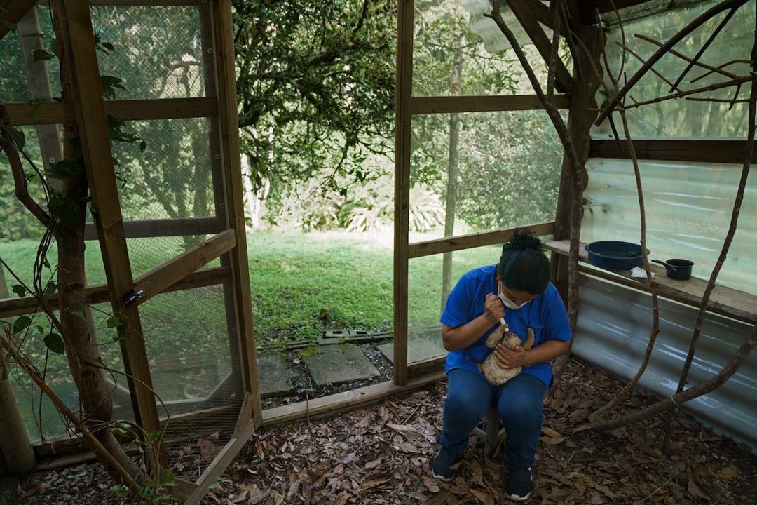 مرکز حفاظت از تنبل‌ها در کلمبیا