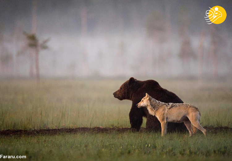 دوستی جالب خرس قهوه‌ای با یک گرگ