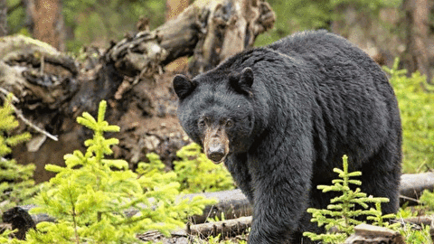 حمله و درگیری ترسناک یک خرس به یک شهروند در فلوریدا