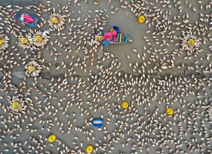 تصویر هوایی از غذاخوردن اردک‌ها