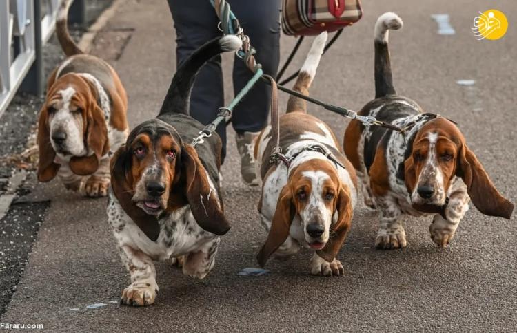بزرگترین نمایشگاه سگ جهان در بیرمنگام انگلیس