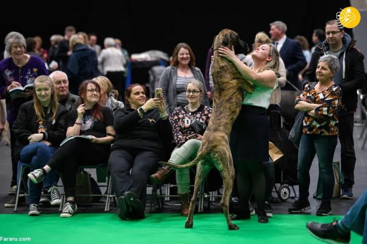 بزرگترین نمایشگاه سگ جهان در بیرمنگام انگلیس