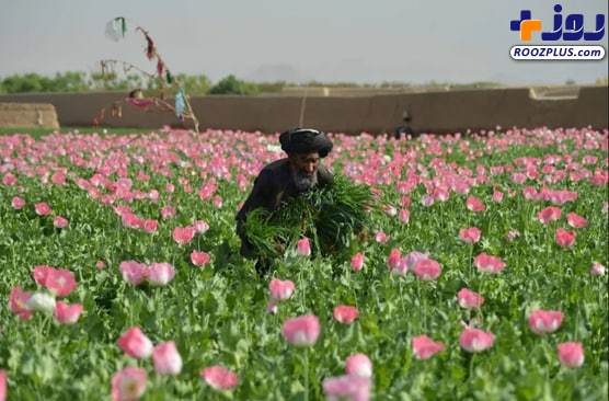 مزرعه خشخاش در افغانستان