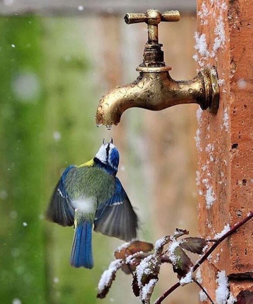تصویری زیبا از آب خوردن پرنده