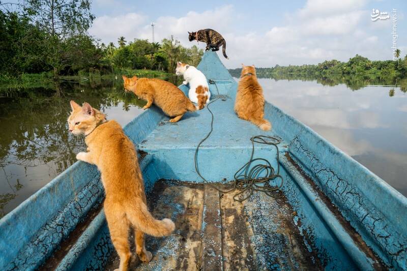 قایق سواری گربه‌ها