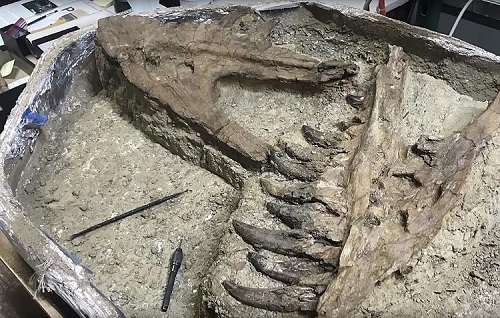 کشف یک دایناسور گوشتخوارِ بی‌دست
