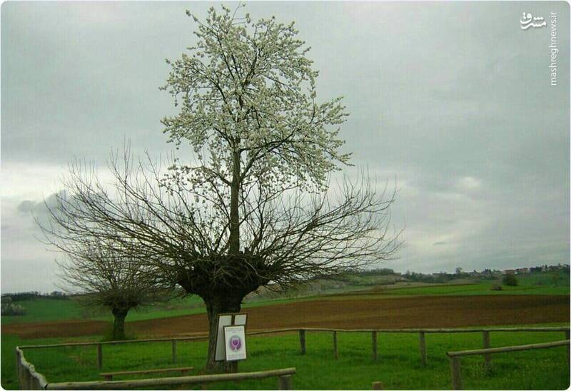 درخت دوبلکس