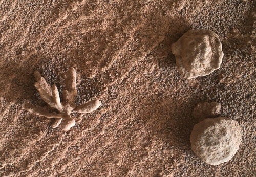 کشف یک «گُل» در مریخ