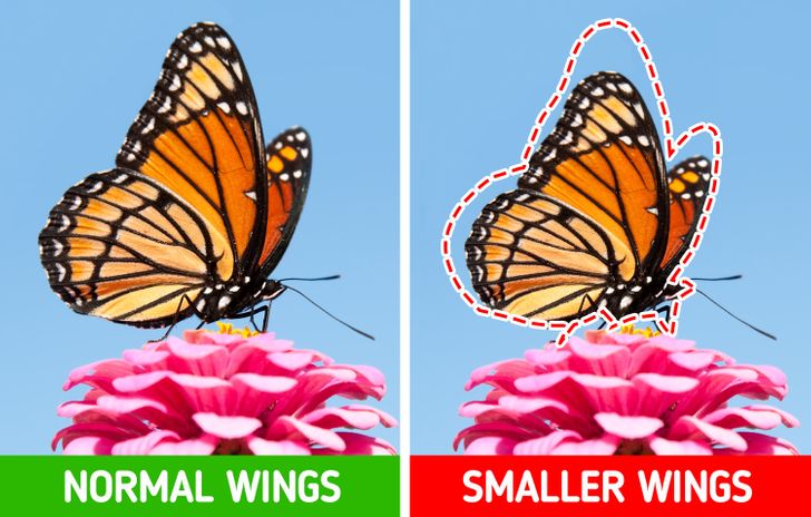 چرا هر چه می گذرد حیوانات کوچک تر می شوند؟