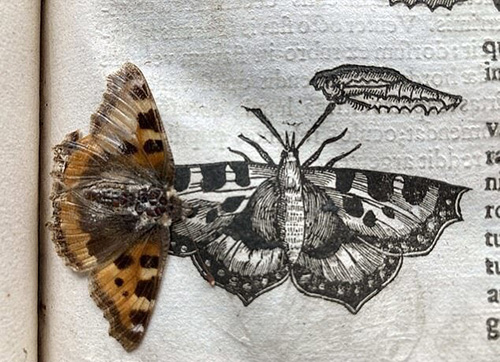 کشف یک پروانه ۴۰۰ساله در میان کتابی قدیمی+عکس