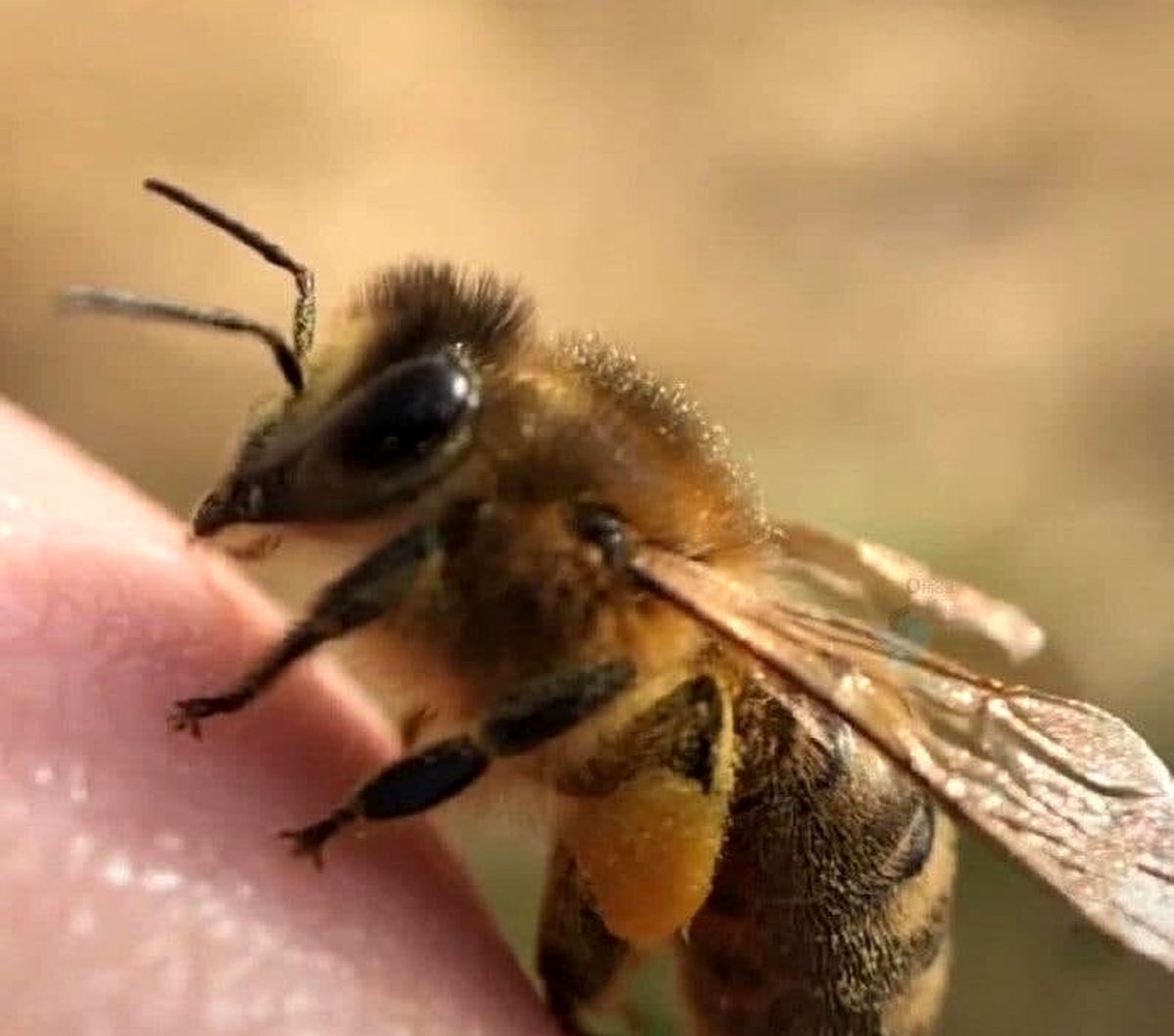تصویر باورنکردنی از انگشتان زنبور عسل