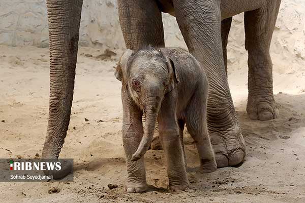 تولد نخستین فیل در ایران+عکس