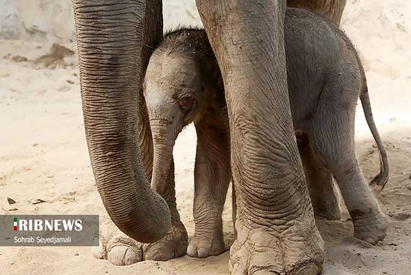 تولد نخستین فیل در ایران+عکس