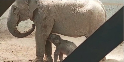 بچه فیل و مادرش در قرنطینه هستند