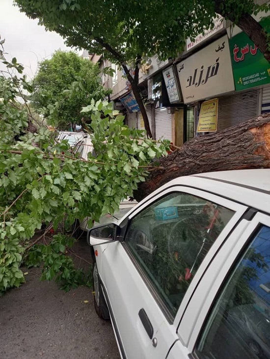 سقوط درختان بر اثر باد شدید در تهران