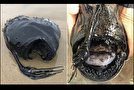پیدا شدن یک ماهی عجیب در ساحل کالیفرنیا