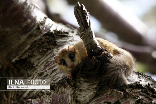 مشاهده سنجابک درختی در قزوین