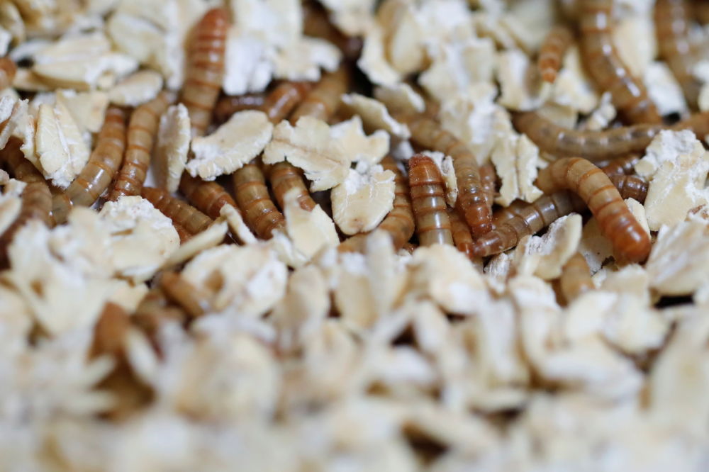 حشرات در منوی مواد غذایی اتحادیه اروپا + عکس