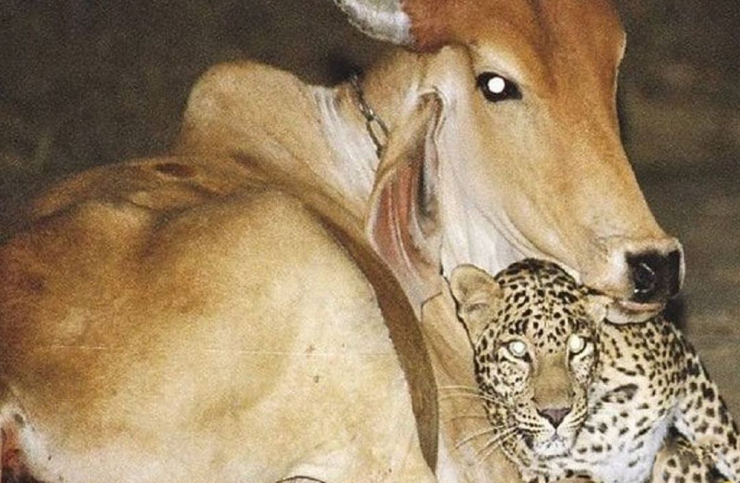 ماجرای عجیب خبرساز یک پلنگ و گاو در پاکستان + عکس