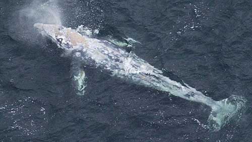 نهنگ ولگرد نیمی از کره زمین را شنا کرد