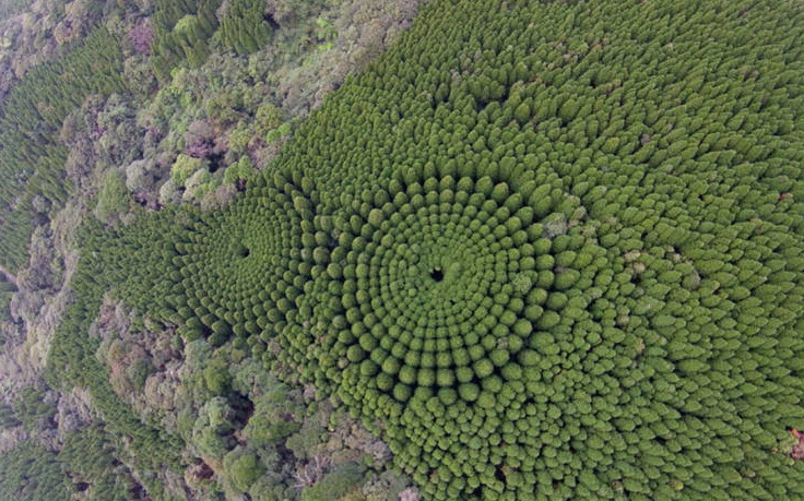 حلقه‌های حیرت‌انگیز درخت در ژاپن