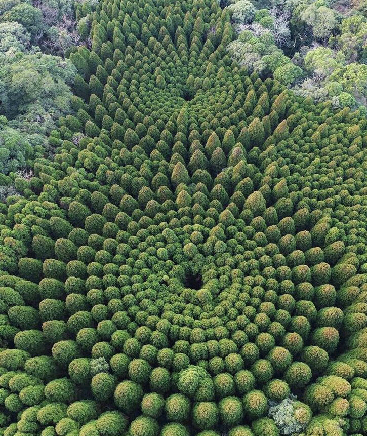 حلقه‌های حیرت‌انگیز درخت در ژاپن