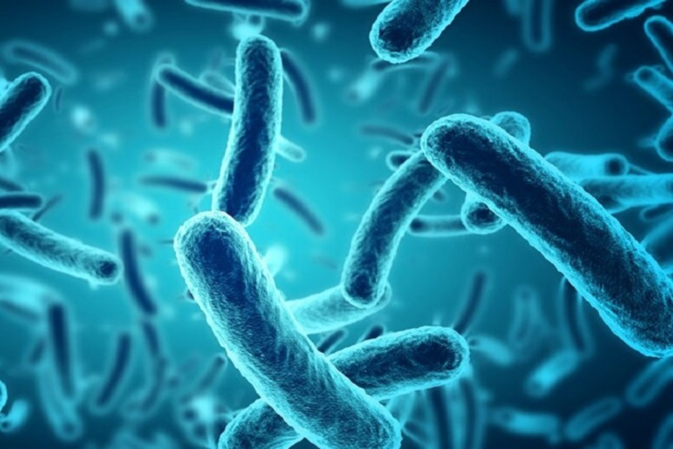 باکتری‌ها بیشتر در کدام قسمت بدن جمع می‌شوند؟