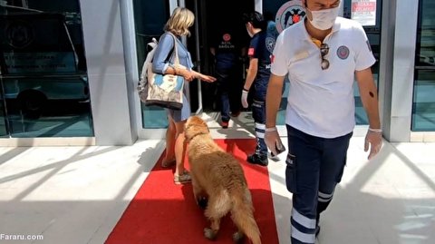 تعقیب خبرساز آمبولانس توسط یک سگ وفادار