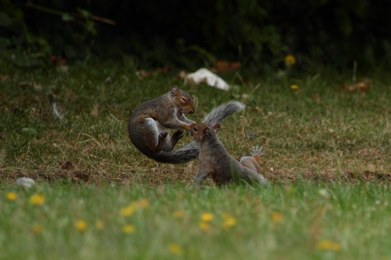 تصاویری بامزه از سنجاب‌های نینجا