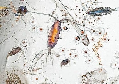 تصاویر دیدنی از یک قطره آب دریا زیر میکروسکوپ