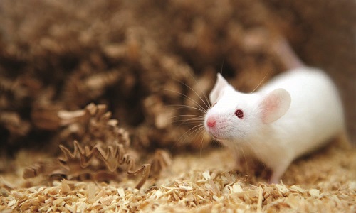 دانشمندان چینی موش‌های نر را وادار به زایمان کردند