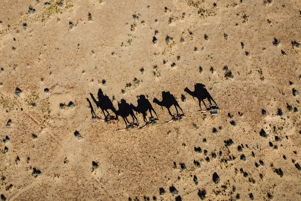 سفر ۵ هزار کیلومتری یک زن با چند شتر در صحرای استرالیا + عکس