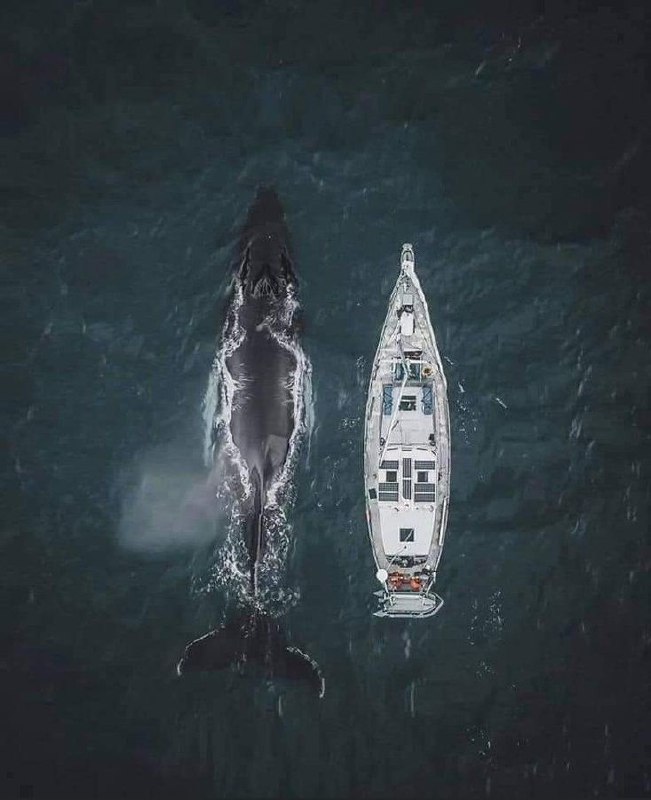 نهنگی در کنار یک قایق + عکس