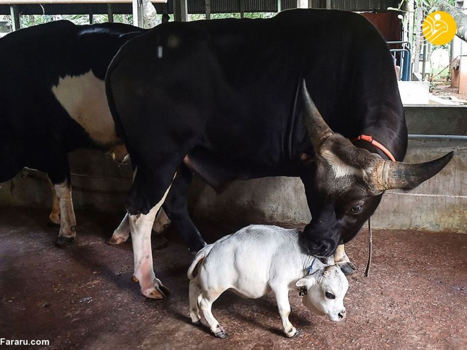 «رانی» کوتاه‌قامت‌ترین گاو جهان + عکس