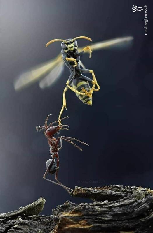 مورچه‌ای در حال شکار زنبور