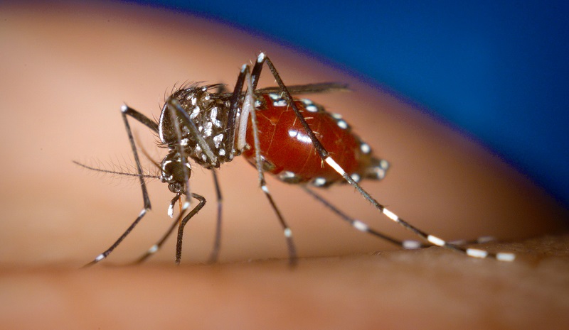 ابتلا به ویروس زیکا در هند دیده شده است